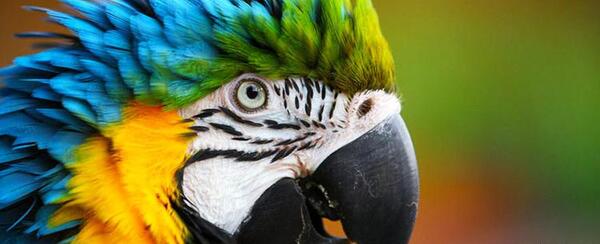 عکس و صدای طوطی