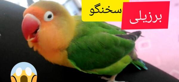 عکس و صدای طوطی