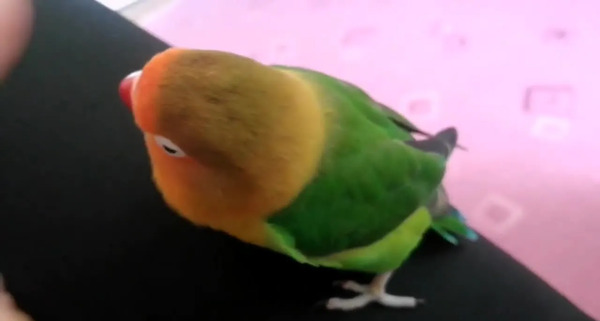 عکس و صدای طوطی