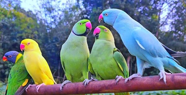 عکس و صدای طوطی