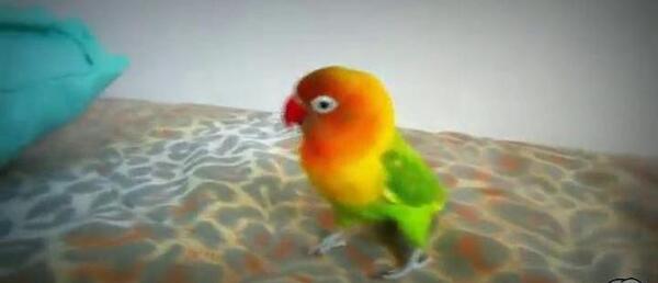عکس و صدای طوطی