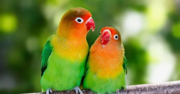 عکس و صدای طوطی