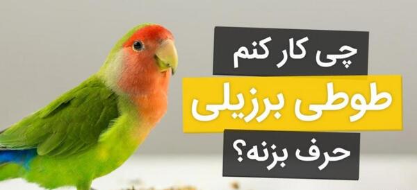 عکس و صدای طوطی