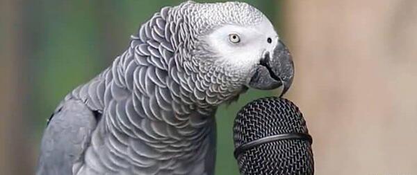 عکس و صدای طوطی