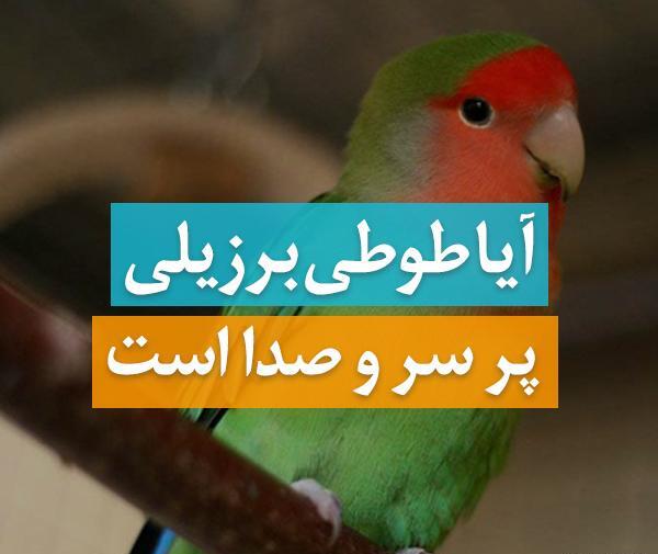 عکس و صدای طوطی