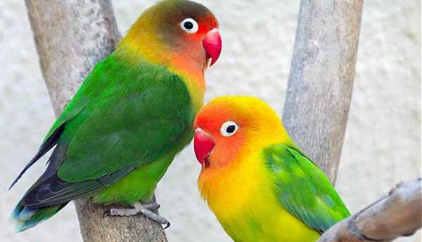 عکس و صدای طوطی