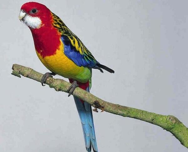 عکس و صدای طوطی
