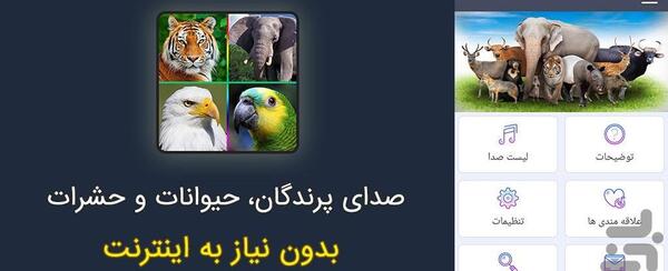 عکس و صدای طوطی