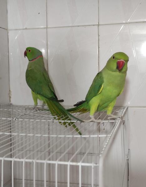 عکس طوطی سبز و آبی