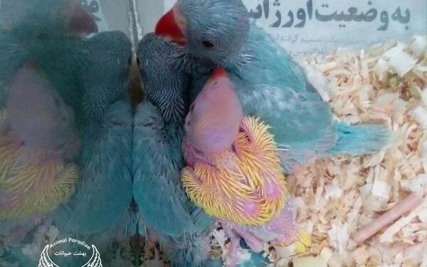 عکس طوطی سبز و آبی
