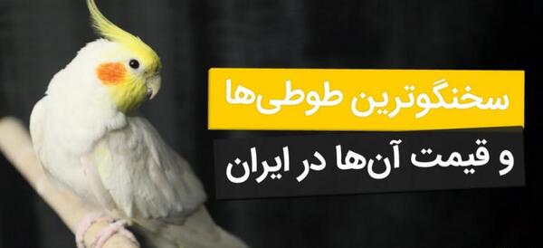 دانلود عکس طوطی سانان
