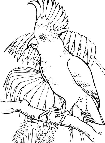 عکس نقاشی طوطی ساده