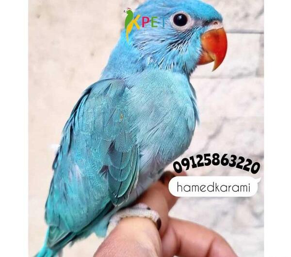 عکس طوطی سبز نر