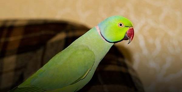 عکس طوطی سبز نر