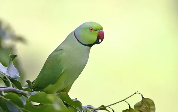 عکس طوطی سبز نر