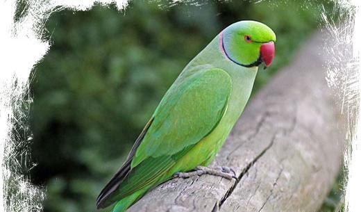 عکس طوطی سبز نر