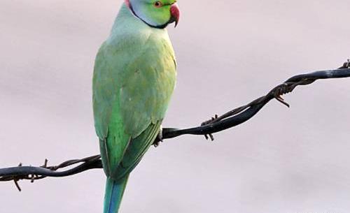 عکس طوطی سبز نر
