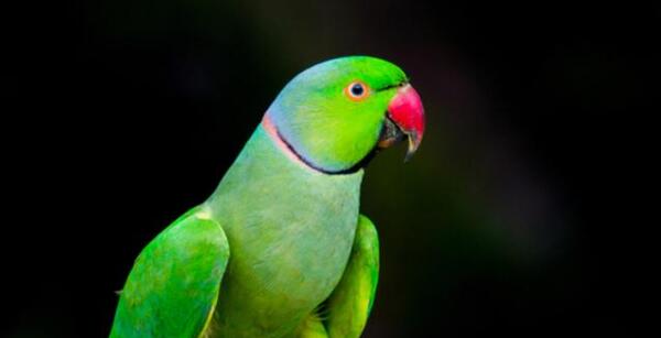 عکس طوطی سبز نر
