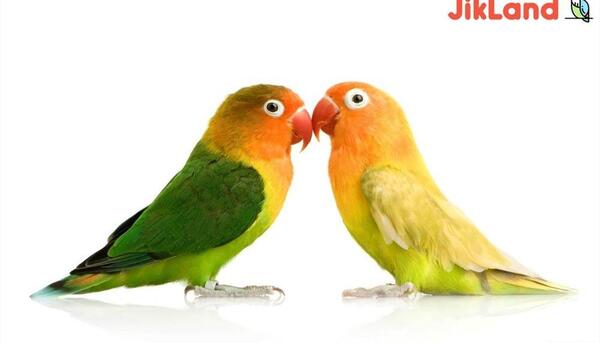 عکس طوطی کوتوله زرد