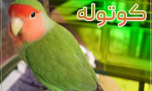 عکس طوطی کوتوله زرد