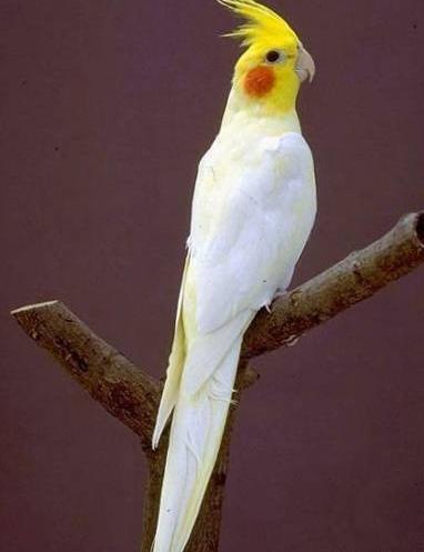 عکس طوطی رنگی زیبا