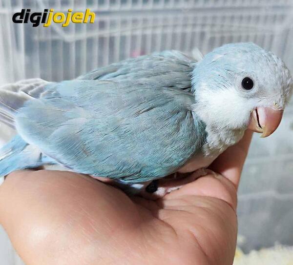 عکس طوطی راهبه