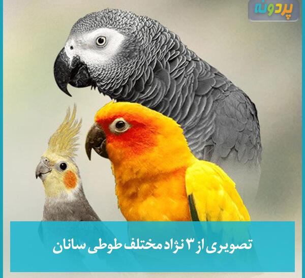 عکس طوطی راهبه