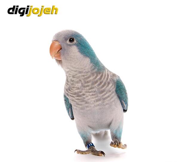 عکس طوطی راهبه