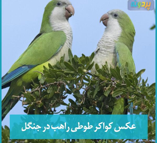 عکس طوطی راهبه