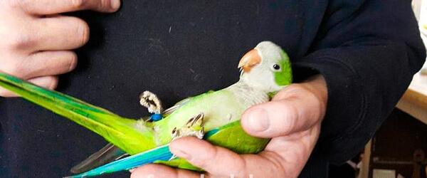 عکس طوطی راهبه