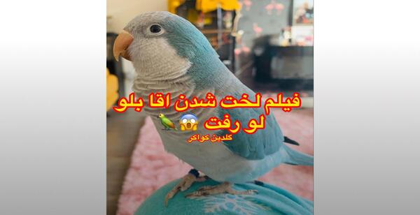 عکس طوطی راهب نر