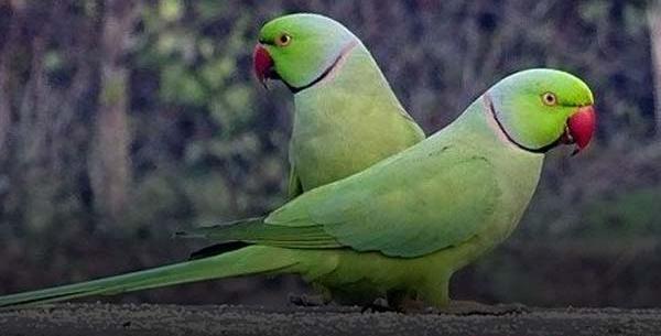 عکس طوطی راهب نر