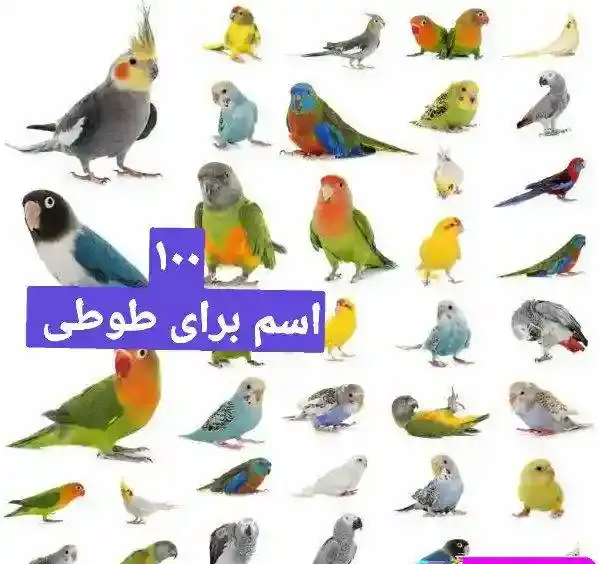 عکس طوطی راهب نر