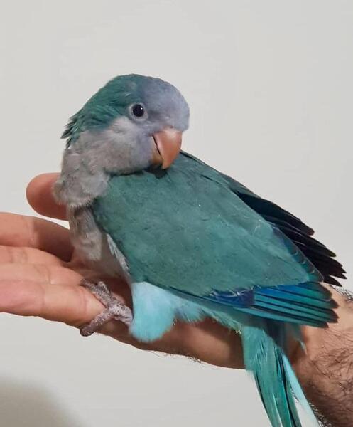 عکس طوطی راهب نر