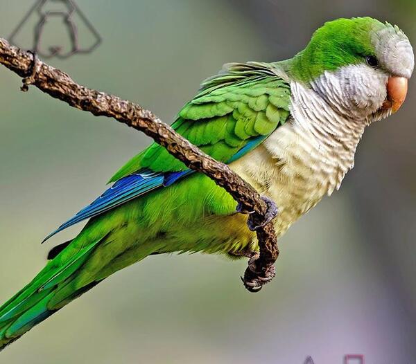 عکس طوطی راهب نر