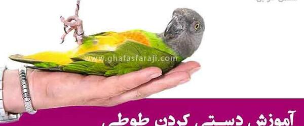 عکس طوطی راهب نر