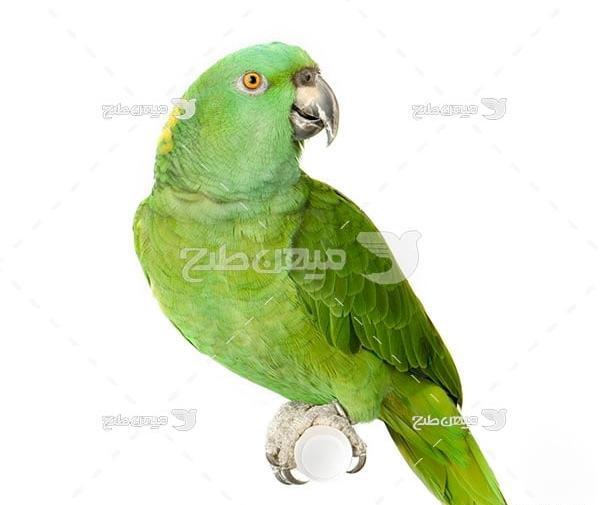 عکس طوطی رنگ رنگی