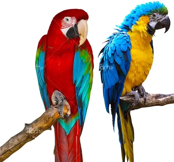 عکس طوطی رنگ رنگی