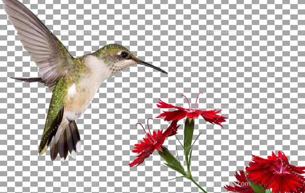عکس طوطی برزیلی در جنگل