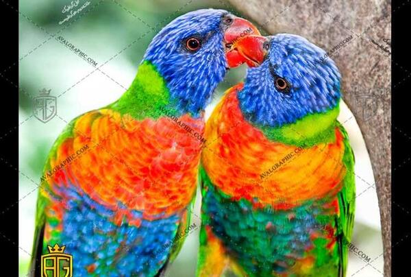 عکس طوطی ها در طبیعت