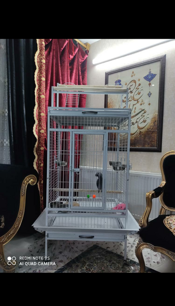 عکس طوطی قفسی