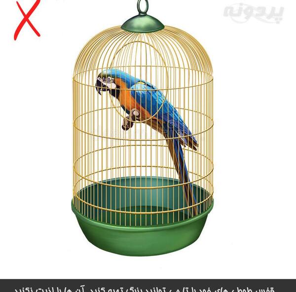 عکس طوطی قفسی