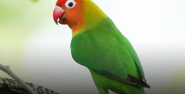 عکس طوطی برزیلی خوشگل