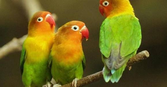 عکس طوطی برزیلی خوشگل