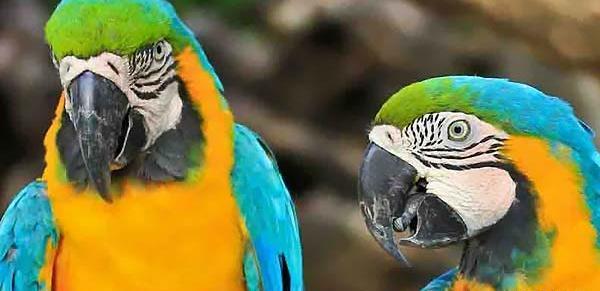 عکس های طوطی خورشیدی