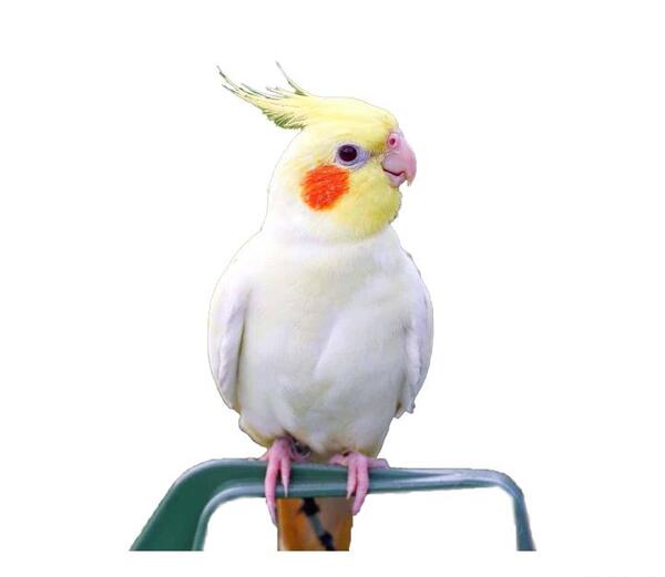 عکس طوطی هلندی زرد