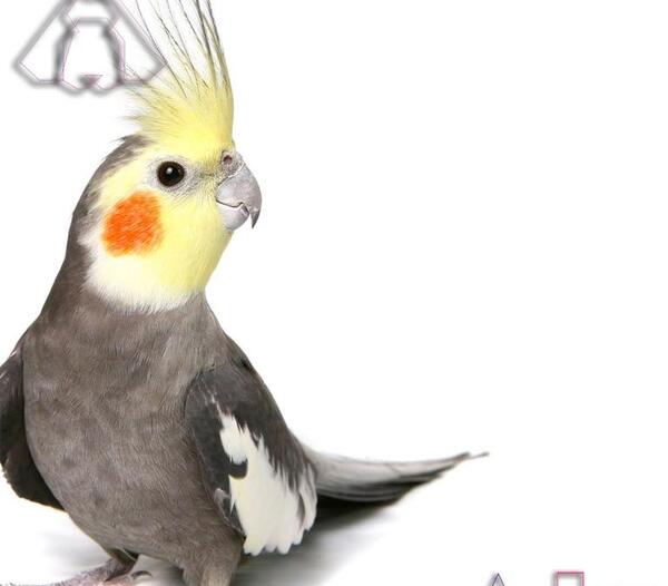 عکس طوطی هلندی زرد