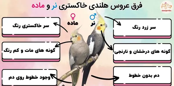 عکس طوطی هلندی نر