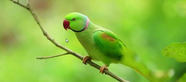 عکس های جوجه طوطی ملنگو