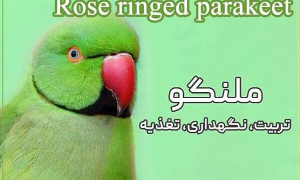 عکس های جوجه طوطی ملنگو